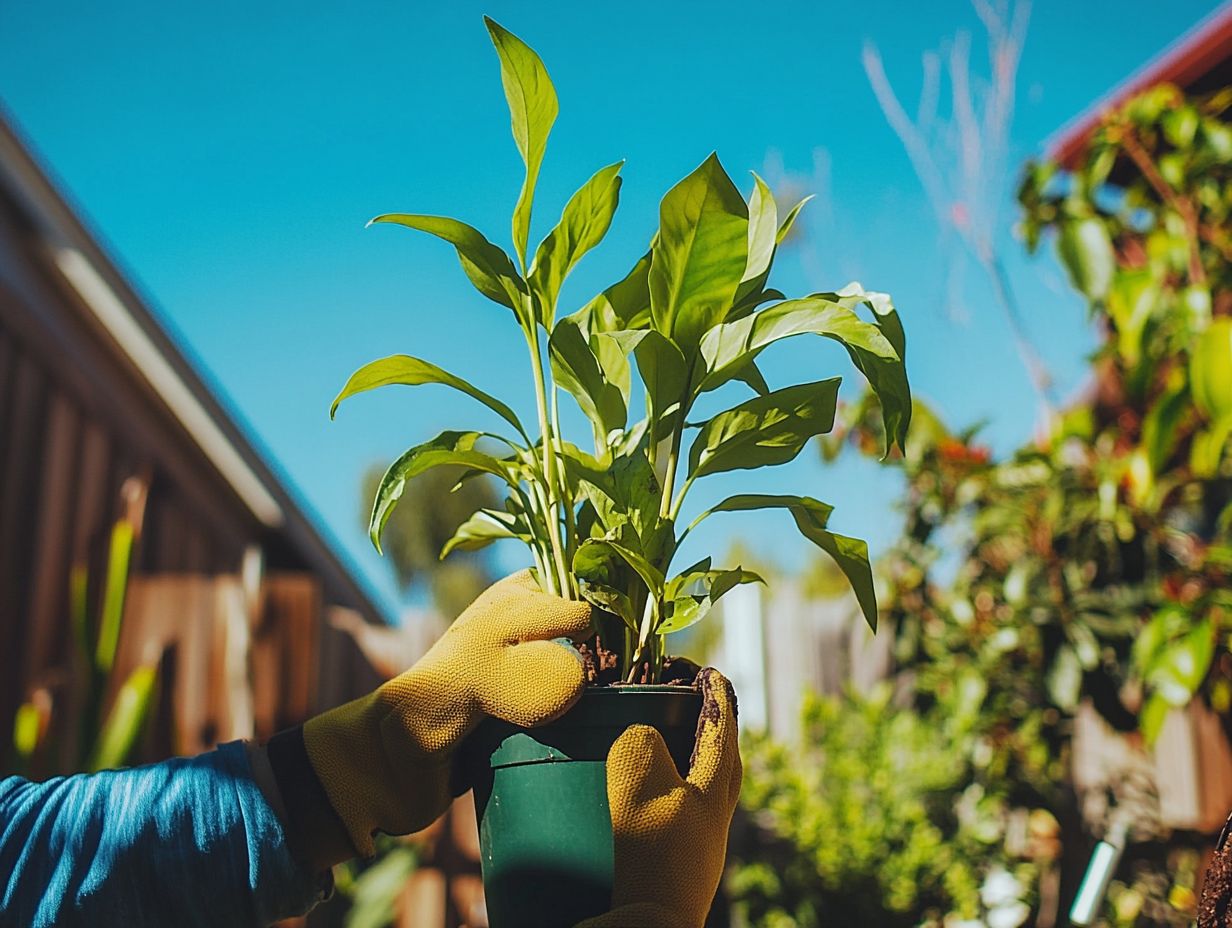 Healthy indoor plants ready for transition