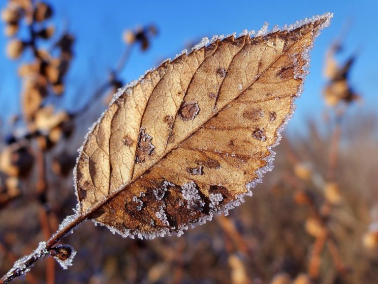 What are the Symptoms of Frost Damage?